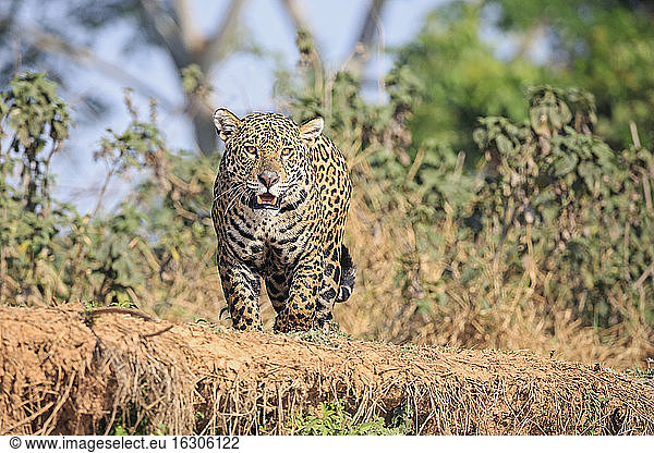 Südamerika  Brasilia  Mato Grosso do Sul  Pantanal  Jaguar  Panthera onca