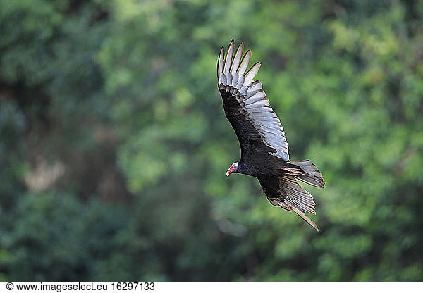 Südamerika  Brasilia  Mato Grosso do Sul  Pantanal  Truthahngeier  Cathartes aura  fliegend