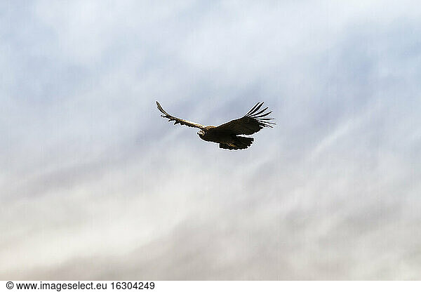 Südamerika  Peru  Colca-Schlucht  Andenkondor (Vultur Gryphus) im Flug