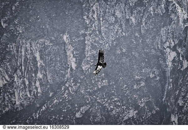Südamerika  Peru  Colca-Schlucht  Andenkondor (Vultur Gryphus) im Flug