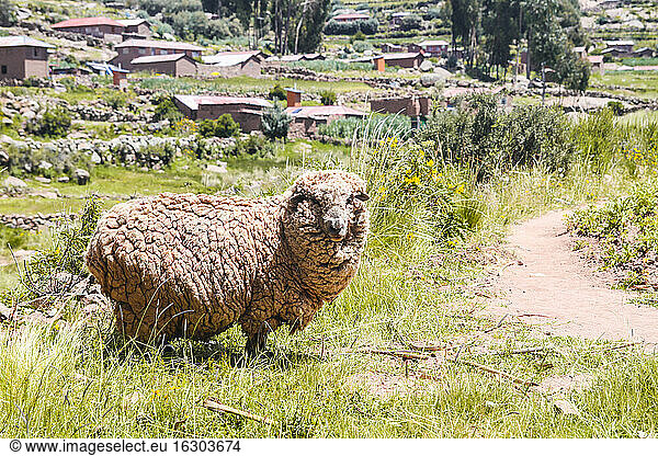 Südamerika  Peru  Puno  Taquile  Schafe