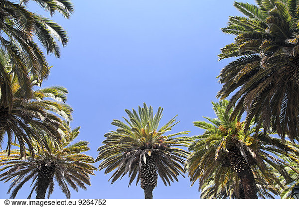 Südamerika  Peru  Tropische Palmen gegen den blauen Himmel