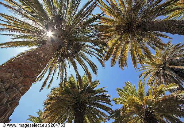 Südamerika  Peru  Tropische Palmen gegen Himmel und Sonne