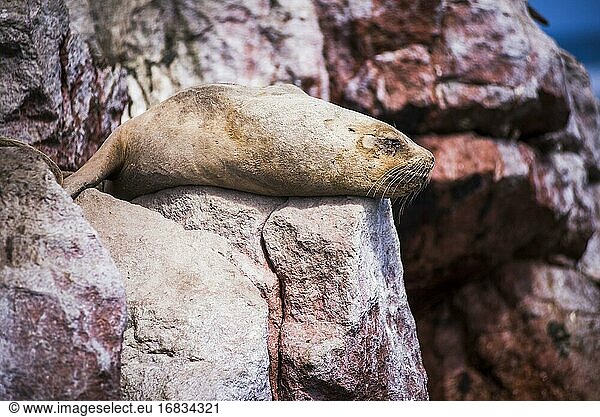 Südamerikanische Pelzrobbe (Arctocephalus australis)  Ballestas Inseln (Islas Ballestas)  Paracas National Reserve  Peru