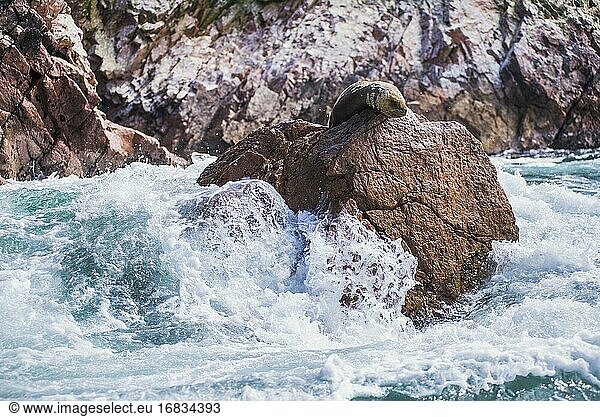 Südamerikanische Pelzrobbe (Arctocephalus australis)  Ballestas Inseln (Islas Ballestas)  Paracas National Reserve  Peru