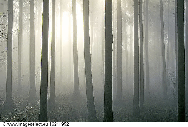 Süddeutschland  Bäume im Herbstnebel