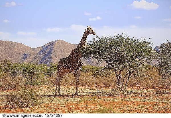 Südliche Giraffe (Giraffa camelopardalis giraffa)  erwachsen  Futtersuche  Buschland  Tswalu Wildreservat  Nordkap  Südafrika  Afrika