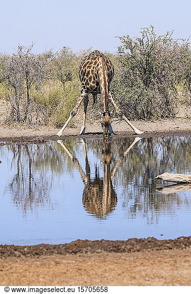 Südliche Giraffe (Giraffa giraffa) beim Trinken an einem Wasserloch  Makgadikgadi Pans National Park  Kalahari  Botswana  Afrika