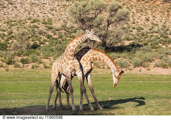 Südliche Giraffe (Giraffa giraffa). Kämpfende Männchen. Während der Regenzeit in grüner Umgebung. Kalahari-Wüste  Kgalagadi Transfrontier Park  Südafrika.
