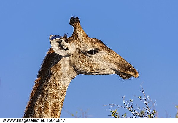 Südliche Giraffe (Giraffa giraffa)  Tierporträt  Okavango-Delta  Botsuana  Afrika