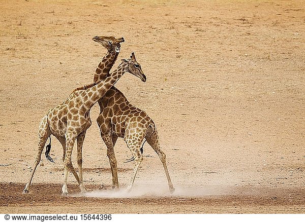 Südliche Giraffen (Giraffa camelopardalis giraffa)  kämpfende Männchen im trockenen und kargen Auob-Flussbett  Kalahari-Wüste  Kgalagadi Transfrontier Park  Südafrika  Afrika