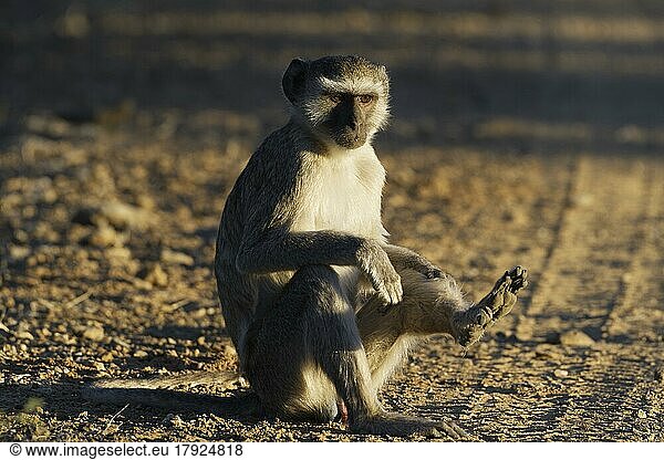 Südliche Grünmeerkatze (Chlorocebus pygerythrus)  erwachsenes Männchen auf einem Feldweg sitzend  Blickkontakt  Abendlicht  Mahango Core Area  Bwabwata National Park  Kavango Ost  Caprivi-Streifen  Namibia  Afrika