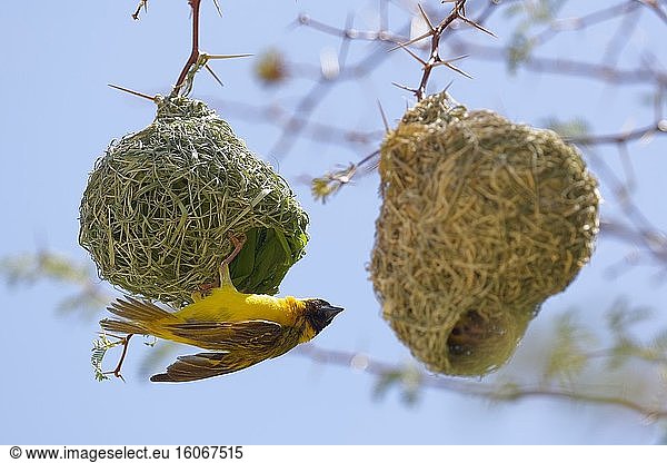 Südliche Maskenweber (Ploceus velatus)  erwachsenes Männchen  das an seinem Nest hängt  und ein Küken am Eingang eines anderen Nests  Kgalagadi Transfrontier Park  Nordkap  Südafrika  Afrika.