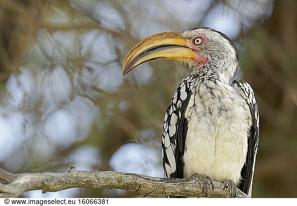 Südlicher Gelbschnabel-Hornvogel (Tockus leucomelas)  erwachsen  auf einem Ast ruhend  Kgalagadi Transfrontier Park  Nordkap  Südafrika  Afrika.