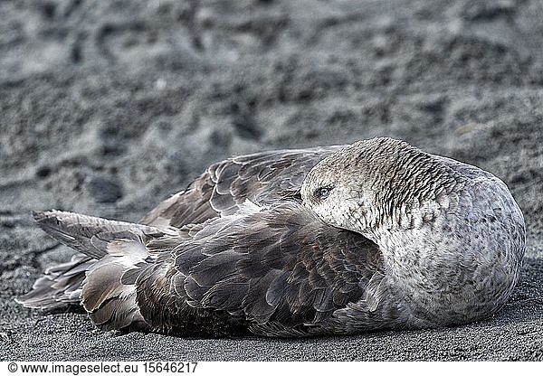 Südlicher Riesensturmvogel (Macronectes giganteus) mit Kopf im Federkleid  St. Andrews Bay  Südgeorgien  Südgeorgien und die Südlichen Sandwichinseln  Antarktis