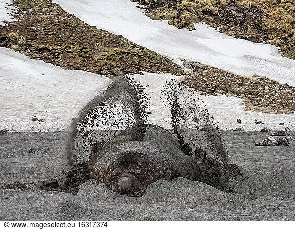 Südlicher Seeelefantenbulle (Mirounga leoninar)  wirft Sand an den Brutstrand in der St. Andrews Bay  Südgeorgien  Polarregionen