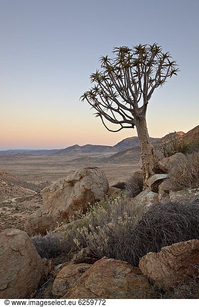 Südliches Afrika, Südafrika , Köcherbaum, Aloe Dichotoma , Aloe, Aloe Vera , Baum , Morgendämmerung , Afrika , Namaqualand