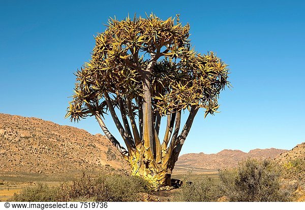 Südliches Afrika,  Südafrika , Köcherbaum,  Aloe Dichotoma , Namaqualand