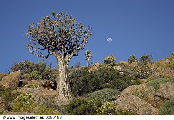 Südliches Afrika, Südafrika , Springbock, Antidorcas marsupialis , nahe , Köcherbaum, Aloe Dichotoma , Aloe, Aloe Vera , Baum , Mond , Afrika , voll