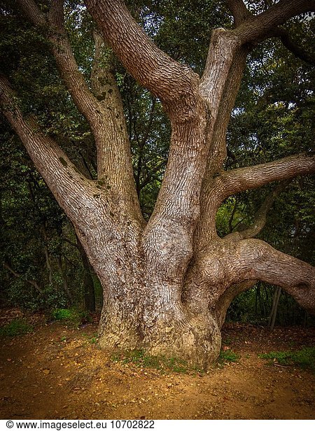 Südliches Afrika Südafrika Baum aufwärts Wald Boden Fußboden Fußböden gerade Ast Baumstamm Stamm Kapstadt tief alt
