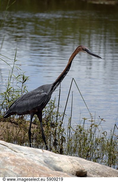 Südliches Afrika Südafrika Fluss Seitenansicht Reiher