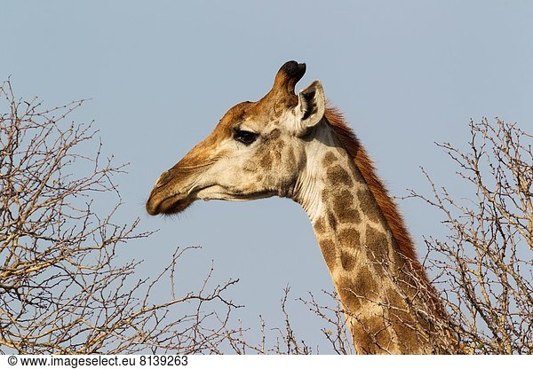 Südliches Afrika  Südafrika  Giraffe  Giraffa camelopardalis  Süden  Kruger Nationalpark