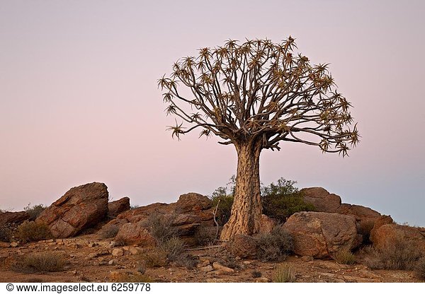 Südliches Afrika  Südafrika  Köcherbaum  Aloe Dichotoma  Aloe Aloe Vera  Baum  Morgendämmerung  Afrika  Namaqualand