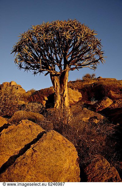 Südliches Afrika  Südafrika  Köcherbaum  Aloe Dichotoma  Aloe Aloe Vera  Sonnenuntergang  Baum  Afrika