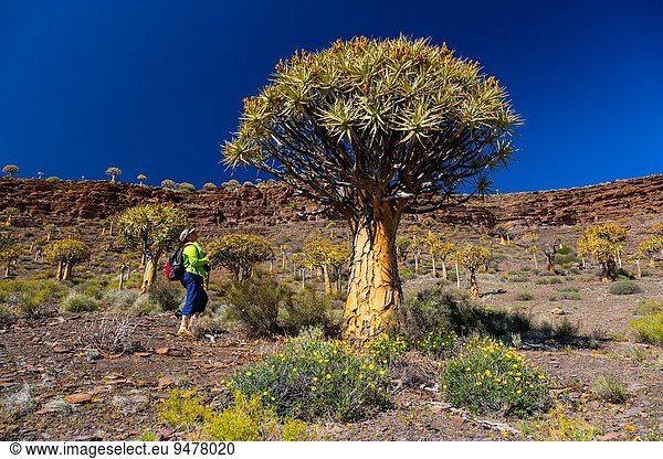 Südliches Afrika Südafrika Köcherbaum Aloe Dichotoma Baum Wald Afrika Namaqualand