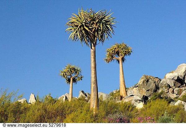 Südliches Afrika Südafrika Köcherbaum Aloe Dichotoma Namaqualand
