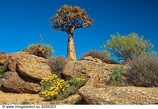 Südliches Afrika Südafrika Köcherbaum Aloe Dichotoma Namaqualand