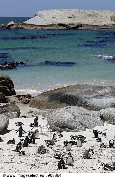 Südliches Afrika  Südafrika  Kaiserpinguin  Aptenodytes forsteri  hoch  oben  Strand  Ansicht  Flachwinkelansicht  Western Cape  Westkap  Winkel  Kapstadt