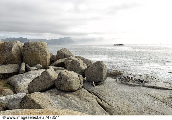 Südliches Afrika Südafrika Kaiserpinguin Aptenodytes forsteri Western Cape Westkap