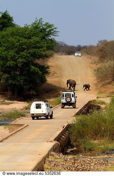 Südliches Afrika  Südafrika  Kruger Nationalpark