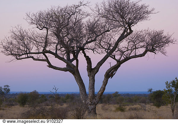 Südliches Afrika Südafrika Kruger Nationalpark