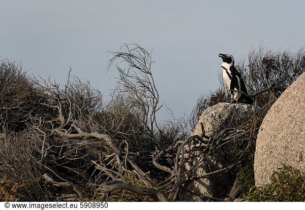 Südliches Afrika  Südafrika  niedrig  Felsbrocken  Ansicht  Flachwinkelansicht  Western Cape  Westkap  Winkel  Kapstadt  Pinguin