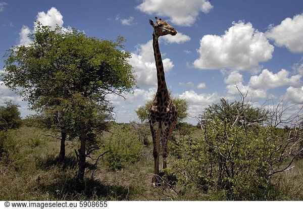 Südliches Afrika  Südafrika  stehend  Giraffe  Giraffa camelopardalis  Feld