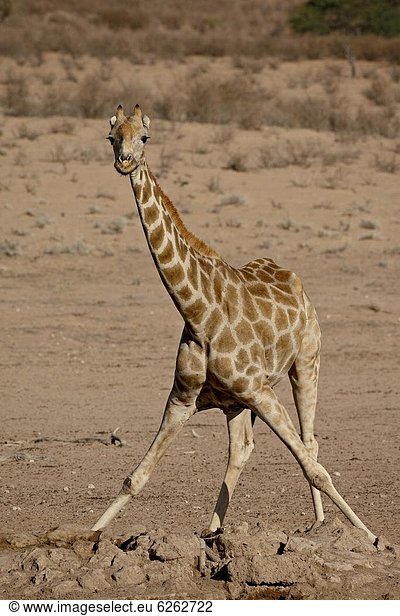 Südliches Afrika  Südafrika  Wasser  Giraffe  Giraffa camelopardalis  Nostalgie  Loch  trinken  Kalahari  Afrika