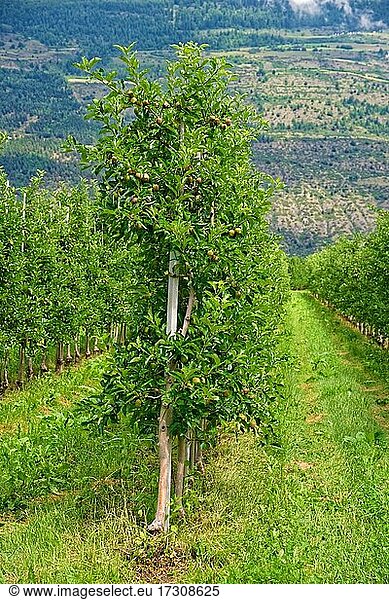 Südtiroler Apfelplantage  Spondigna  Prad  Prato Allo Stelvio  Trentino-Alto Adige  Italien  Europa
