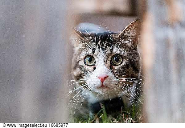 süße Katze starrt durch den Zaun