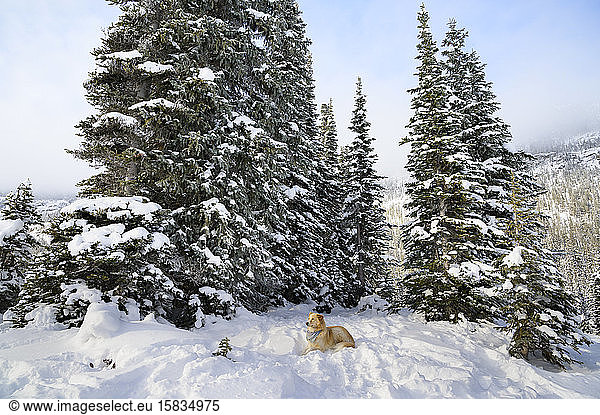 Süßer Hund legt sich mit Bäumen in den Schnee