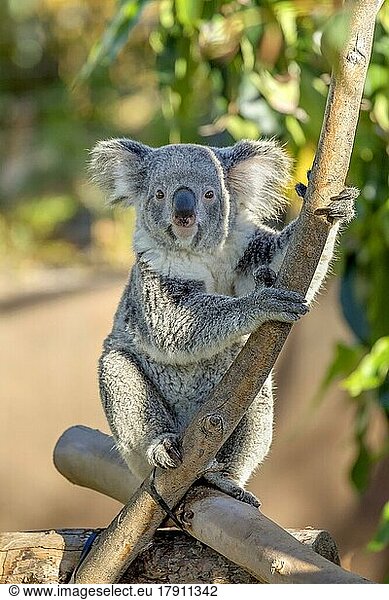 Süßer Koala nimmt Blickkontakt auf  San Diego Zoo  Kalifornien  USA  Nordamerika
