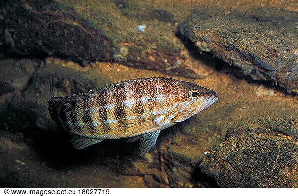 Sägebarsch  Sägebarsche (Serranus cabrilla)  Andere Tiere  Fische  Tiere  Fish  Comber
