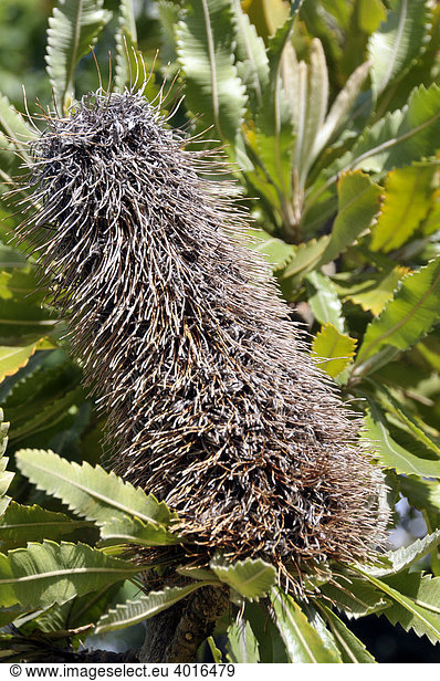 Sägeblättrige Banksie (Banksia serrata),  Australien