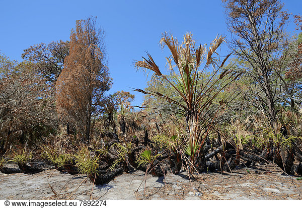 Sägepalmen (Serenoa repens) und Bäume nach Waldbrand