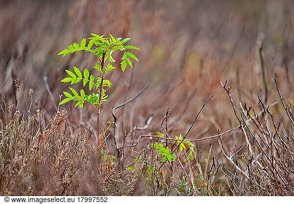 Sämling von Rowan (Sorbus aucuparia)  der zwischen verbrannten Heidekrautresten auftaucht  Porlock Hill  Exmoor  Somerset  England  August