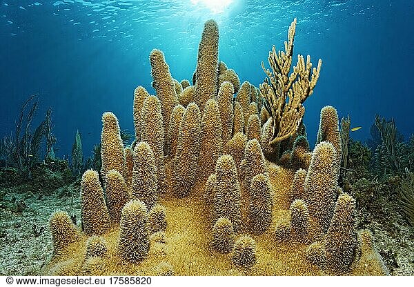 Säulenkoralle (Dendrogyra cylindrus) im Gegenlicht der Sonne  Nationalpark Jardines de la Reina  Karibisches Meer  Provinz Camagüey und Ciego de Ávila  Republik Kuba  Karibik