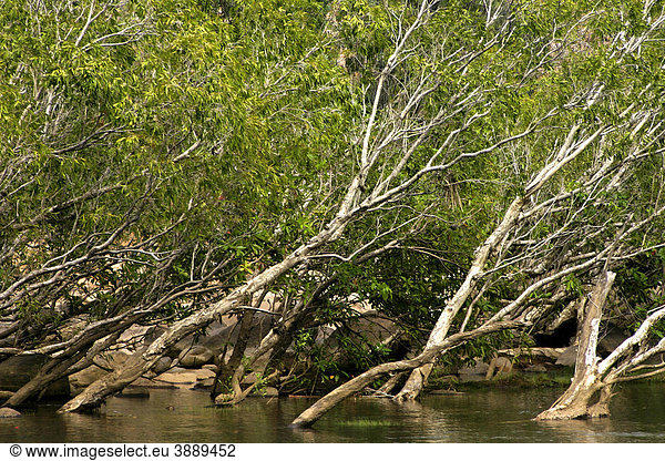 Süßwasser-Mangroven in der Katherine Gorge Schlucht  Northern Territory  Australien
