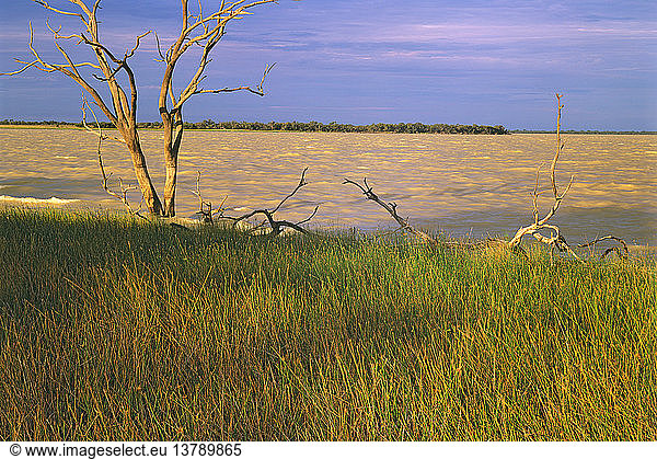 Süßwassersee Numalla mit geschlossenem Sedgeland  Currawinya National Park  westliches Queensland  Australien