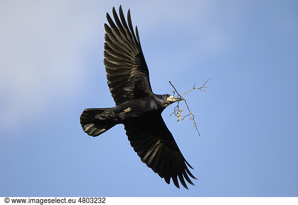 Saatkrähe (Corvus frugilegus)  Altvogel im Flug mit Nistmaterial  Oxfordshire  England  Großbritannien  Europa